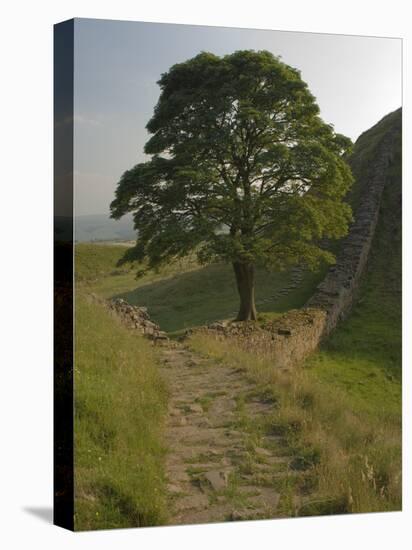 Sycamore Gap, Hadrian's Wall, Nothumberland-James Emmerson-Stretched Canvas