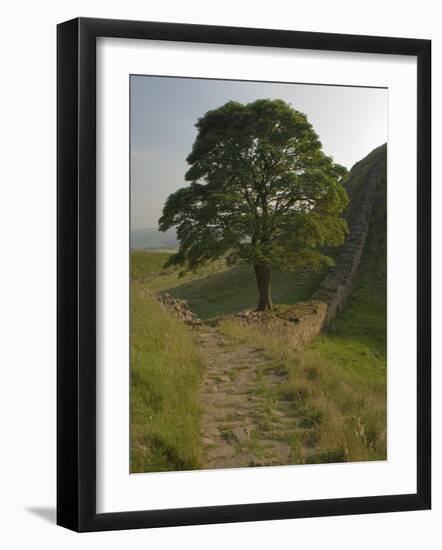 Sycamore Gap, Hadrian's Wall, Nothumberland-James Emmerson-Framed Photographic Print