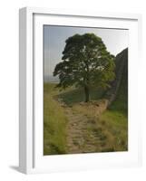 Sycamore Gap, Hadrian's Wall, Nothumberland-James Emmerson-Framed Photographic Print