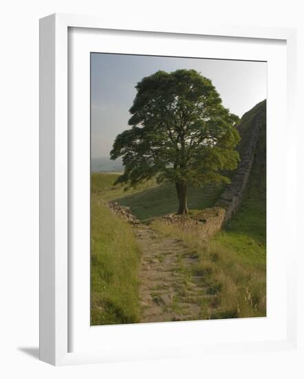 Sycamore Gap, Hadrian's Wall, Nothumberland-James Emmerson-Framed Photographic Print