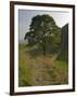 Sycamore Gap, Hadrian's Wall, Nothumberland-James Emmerson-Framed Photographic Print