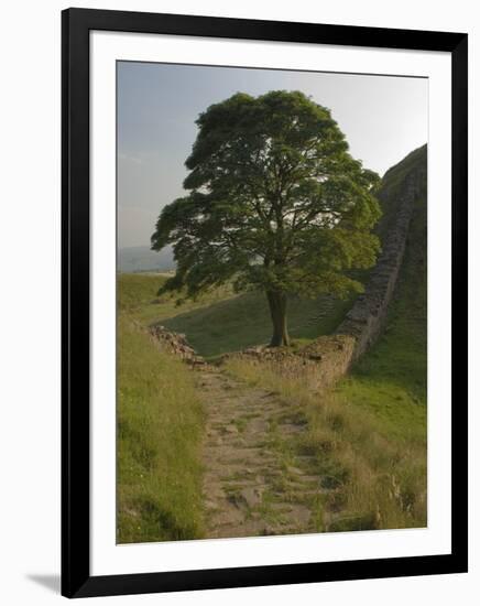 Sycamore Gap, Hadrian's Wall, Nothumberland-James Emmerson-Framed Photographic Print