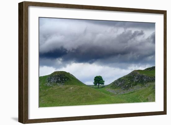 Sycamore Gap on Hadrian's Wall, Storm Sky, from A6318 Between Housesteads Fort and Greenhead,…-null-Framed Photographic Print