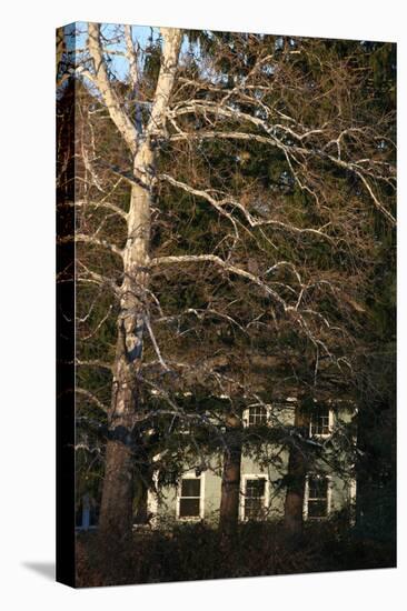 Sycamore House Vertical-Robert Goldwitz-Stretched Canvas