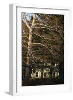 Sycamore House Vertical-Robert Goldwitz-Framed Photographic Print