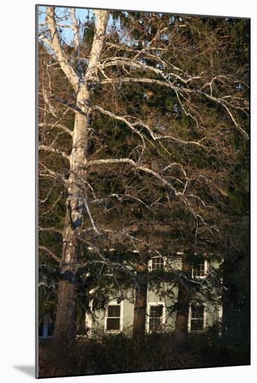 Sycamore House Vertical-Robert Goldwitz-Mounted Photographic Print
