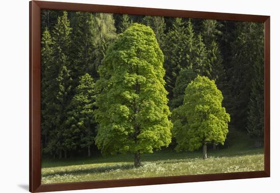 Sycamore Maple, Ennstal, Styria, Austria-Rainer Mirau-Framed Photographic Print