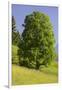 Sycamore Maple, Ennstal, Styria, Austria-Rainer Mirau-Framed Photographic Print