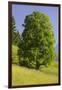 Sycamore Maple, Ennstal, Styria, Austria-Rainer Mirau-Framed Photographic Print