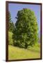 Sycamore Maple, Ennstal, Styria, Austria-Rainer Mirau-Framed Photographic Print