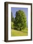 Sycamore Maple, Ennstal, Styria, Austria-Rainer Mirau-Framed Photographic Print