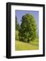 Sycamore Maple, Ennstal, Styria, Austria-Rainer Mirau-Framed Photographic Print