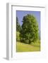 Sycamore Maple, Ennstal, Styria, Austria-Rainer Mirau-Framed Photographic Print