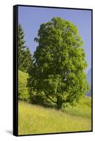 Sycamore Maple, Ennstal, Styria, Austria-Rainer Mirau-Framed Stretched Canvas