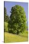 Sycamore Maple, Ennstal, Styria, Austria-Rainer Mirau-Stretched Canvas