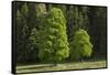 Sycamore Maple, Ennstal, Styria, Austria-Rainer Mirau-Framed Stretched Canvas