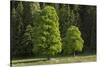 Sycamore Maple, Ennstal, Styria, Austria-Rainer Mirau-Stretched Canvas