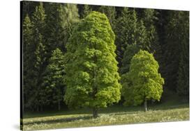 Sycamore Maple, Ennstal, Styria, Austria-Rainer Mirau-Stretched Canvas