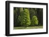 Sycamore Maple, Ennstal, Styria, Austria-Rainer Mirau-Framed Photographic Print