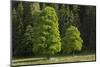 Sycamore Maple, Ennstal, Styria, Austria-Rainer Mirau-Mounted Photographic Print