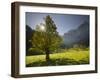 Sycamore Maple, Spritzkarspitze, Gro§er Ahornboden, Engalm, Karwendel, Tyrol, Austria-Rainer Mirau-Framed Photographic Print