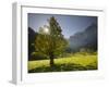 Sycamore Maple, Spritzkarspitze, Gro§er Ahornboden, Engalm, Karwendel, Tyrol, Austria-Rainer Mirau-Framed Photographic Print