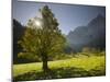 Sycamore Maple, Spritzkarspitze, Gro§er Ahornboden, Engalm, Karwendel, Tyrol, Austria-Rainer Mirau-Mounted Photographic Print