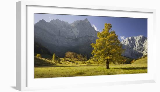 Sycamore Maple, Spritzkarspitze, Gro§er Ahornboden, Engalm, Karwendel, Tyrol, Austria-Rainer Mirau-Framed Photographic Print