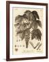 Sycamore Tree, Acer Pseudoplatanus. , 1776 (Engraving)-Johann Sebastien Muller-Framed Giclee Print