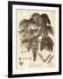 Sycamore Tree, Acer Pseudoplatanus. , 1776 (Engraving)-Johann Sebastien Muller-Framed Giclee Print