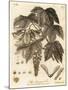 Sycamore Tree, Acer Pseudoplatanus. , 1776 (Engraving)-Johann Sebastien Muller-Mounted Giclee Print