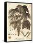 Sycamore Tree, Acer Pseudoplatanus. , 1776 (Engraving)-Johann Sebastien Muller-Framed Stretched Canvas
