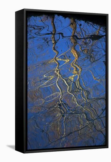 Sycamore Tree Reflections,Montauk State Park, Missouri, USA-Charles Gurche-Framed Stretched Canvas