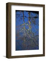 Sycamore Tree Reflections,Montauk State Park, Missouri, USA-Charles Gurche-Framed Photographic Print