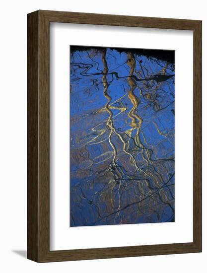 Sycamore Tree Reflections,Montauk State Park, Missouri, USA-Charles Gurche-Framed Photographic Print