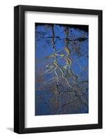 Sycamore Tree Reflections,Montauk State Park, Missouri, USA-Charles Gurche-Framed Photographic Print