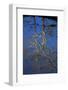 Sycamore Tree Reflections,Montauk State Park, Missouri, USA-Charles Gurche-Framed Photographic Print