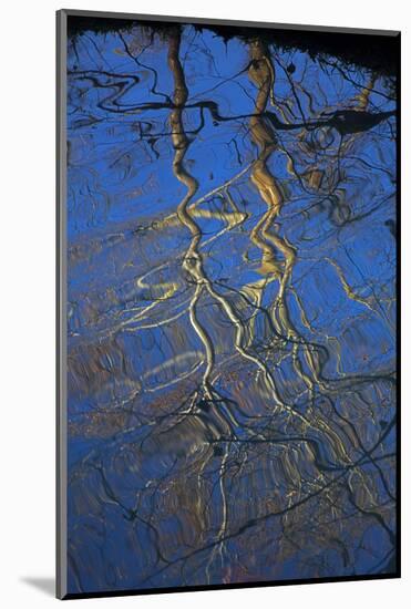 Sycamore Tree Reflections,Montauk State Park, Missouri, USA-Charles Gurche-Mounted Photographic Print