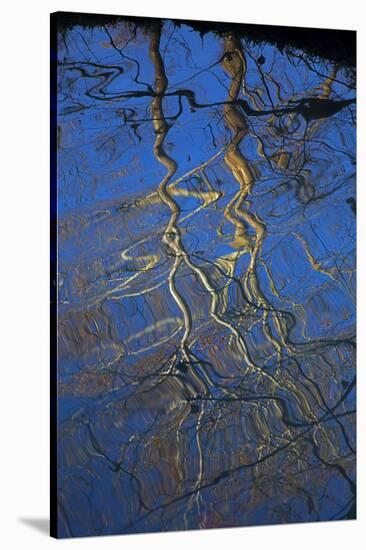Sycamore Tree Reflections,Montauk State Park, Missouri, USA-Charles Gurche-Stretched Canvas