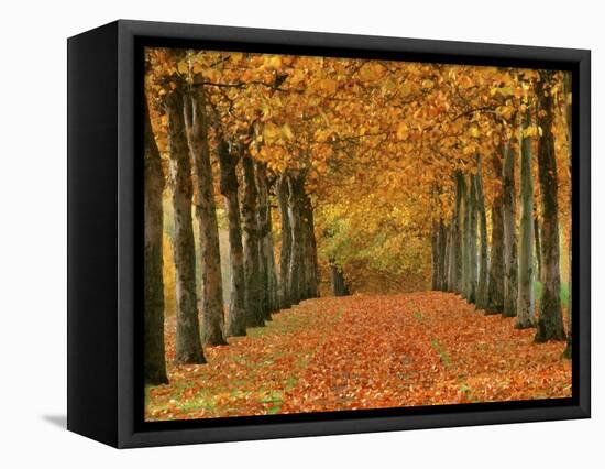Sycamore Trees in Autumn-Cindy Kassab-Framed Stretched Canvas