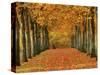 Sycamore Trees in Autumn-Cindy Kassab-Stretched Canvas