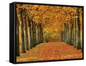 Sycamore Trees in Autumn-Cindy Kassab-Framed Stretched Canvas