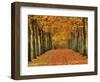 Sycamore Trees in Autumn-Cindy Kassab-Framed Photographic Print