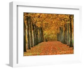 Sycamore Trees in Autumn-Cindy Kassab-Framed Photographic Print