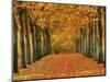 Sycamore Trees in Autumn-Cindy Kassab-Mounted Photographic Print