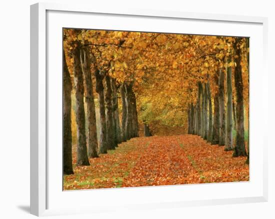 Sycamore Trees in Autumn-Cindy Kassab-Framed Photographic Print