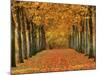 Sycamore Trees in Autumn-Cindy Kassab-Mounted Photographic Print