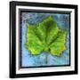 Sycamore-John W Golden-Framed Giclee Print