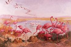 Pink Flamingoes-Syde-Mounted Giclee Print