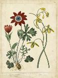 Garden Flora IV-Sydenham Edwards-Stretched Canvas